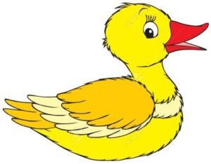 kaczka